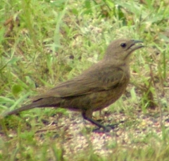 cowbird4