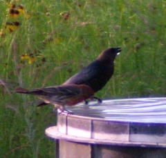 cowbird5