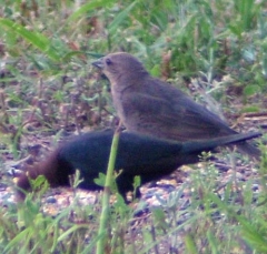 cowbird6