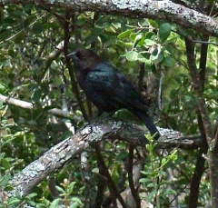 cowbird7