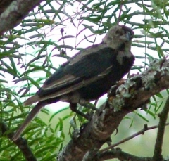 cowbird8
