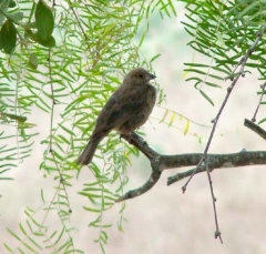 cowbird9