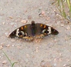 butterfly1