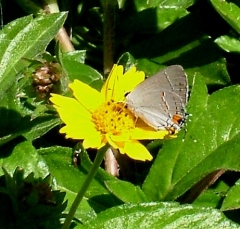 butterfly10