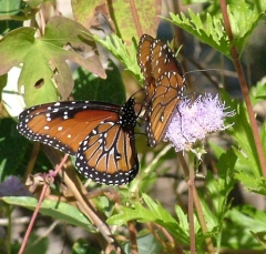 butterfly11
