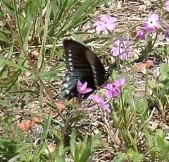 butterfly12