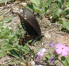 butterfly13
