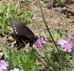 butterfly14