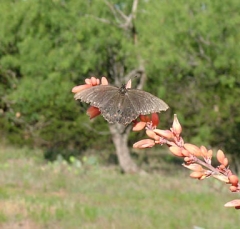 butterfly15