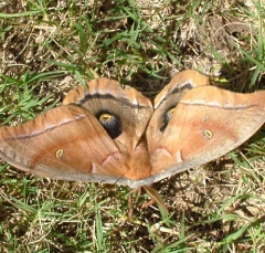 butterfly16