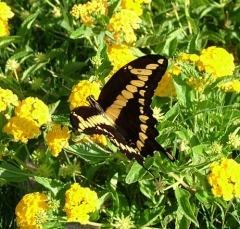 butterfly17
