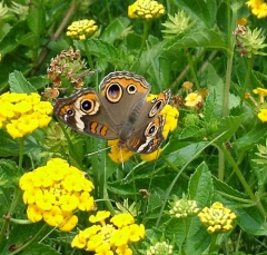 butterfly18