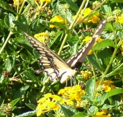 butterfly19