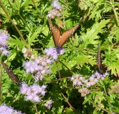 butterfly2