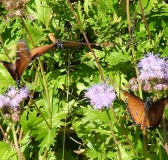 butterfly3