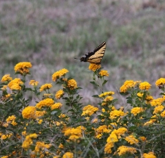 butterfly3156
