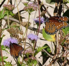 butterfly4