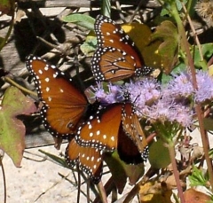 butterfly5