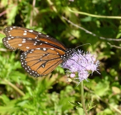 butterfly6