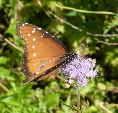 butterfly7_lg