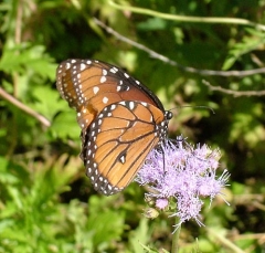 butterfly8