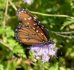 butterfly9