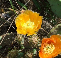 DSCF5816-21