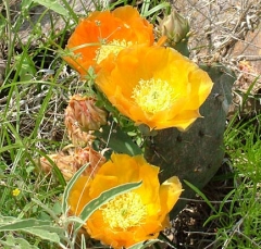 DSCF5842-35