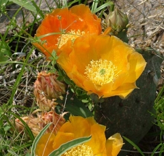 DSCF5845-36
