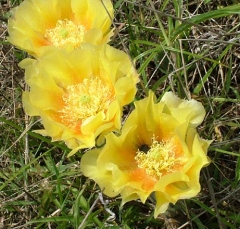 DSCF5849-37