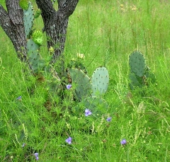 cactus10_lg