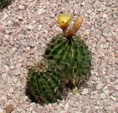 cactus14