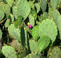 cactus15