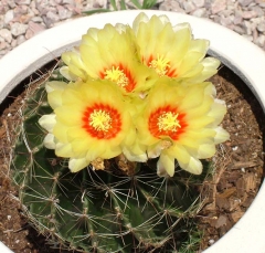 cactus17_lg