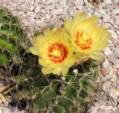 cactus18_lg