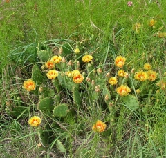 cactus19_lg