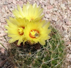 cactus1_lg
