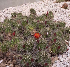 cactus2