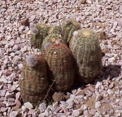 cactus3