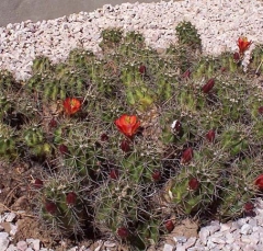 cactus4