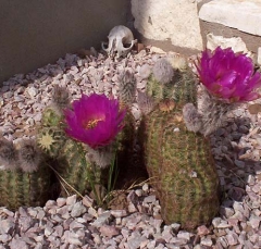 cactus5