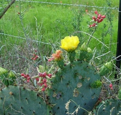 cactus6