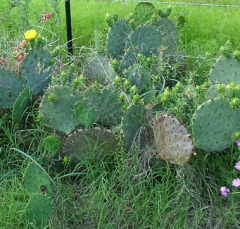 cactus7