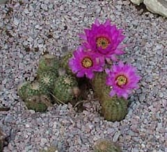cactus8