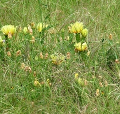 cactus9