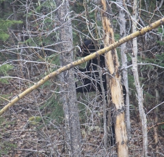 bear_5446