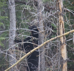 bear_5447