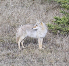 coyote_5335b