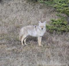 coyote_5336b