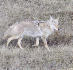 coyote_5337b